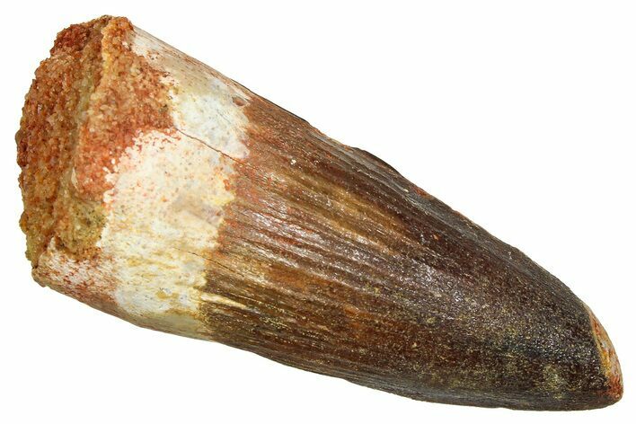 Fossil Spinosaurus Tooth - Feeding Worn Tooth #370697